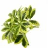 Schefflera Variegata, Foglie 49, Cm 40 -Negozio Piante artificiali economico 100275206 1