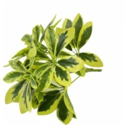 Schefflera Variegata, Foglie 49, Cm 40