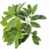 Schefflera Verde, Foglie 49, Cm 40 -Negozio Piante artificiali economico 100275239 1