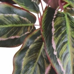 Calathea Cespuglio Artificiale Variegato, Cm 38 -Negozio Piante artificiali economico 100353202 3