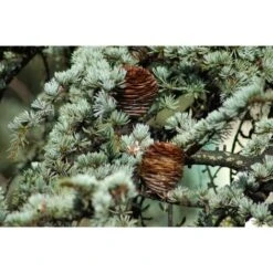 Cedro Dell'Himalaya "Cedrus Deodara" Pianta In Vaso 11 Cm -Negozio Piante artificiali economico 11196007 2