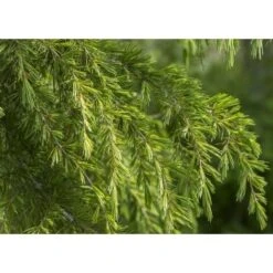 Cedro Dell'Himalaya "Cedrus Deodara" Pianta In Vaso 11 Cm -Negozio Piante artificiali economico 11196007 3