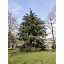 Cedro Dell'Himalaya "Cedrus Deodara" Pianta In Vaso 11 Cm -Negozio Piante artificiali economico 11196007 4