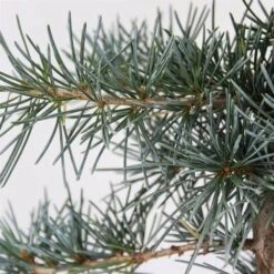 Cedro Dell'Himalaya "Cedrus Deodara" Pianta In Vaso 11 Cm -Negozio Piante artificiali economico 11196007 5