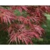 Acero Rosso Giapponese "Acer Palmatum Dissectum Atropurpureum Stella Rossa" In Vaso 18 Cm -Negozio Piante artificiali economico 11196104 1