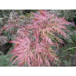 Acero Rosso Giapponese "Acer Palmatum Dissectum Atropurpureum Stella Rossa" In Vaso 18 Cm -Negozio Piante artificiali economico 11196104 3