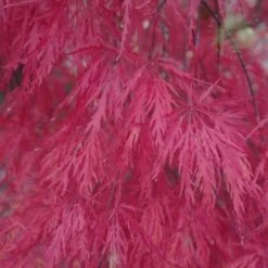 Acero Rosso Giapponese "Acer Palmatum Dissectum Atropurpureum Stella Rossa" In Vaso 18 Cm -Negozio Piante artificiali economico 11196104 4