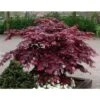 Acero Rosso Giapponese "Acer Palmatum Bloodgood" In Vaso 24 Cm 1 Acero Rosso Giapponese "Acer Palmatum Bloodgood" In Vaso 24 Cm -Negozio Piante artificiali economico 11196130 1