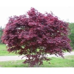 Acero Rosso Giapponese "Acer Palmatum Bloodgood" In Vaso 24 Cm -Negozio Piante artificiali economico 11196130 3