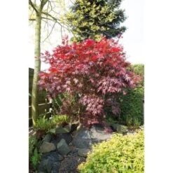 Acero Rosso Giapponese "Acer Palmatum Bloodgood" In Vaso 24 Cm -Negozio Piante artificiali economico 11196130 4