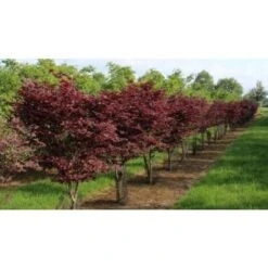 Acero Rosso Giapponese "Acer Palmatum Bloodgood" In Vaso 24 Cm -Negozio Piante artificiali economico 11196130 5