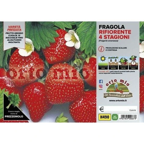 Fragola Rifiorente 4 Stagioni - 6 Piante - Orto Mio 3 Fragola Rifiorente 4 Stagioni - 6 Piante - Orto Mio