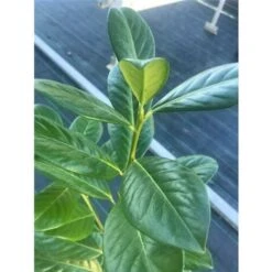 Lauroceraso "Prunus Laurocerasus" Pianta Da Siepe In Vaso H. 80/100 Cm -Negozio Piante artificiali economico 11430672 5