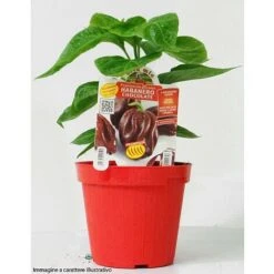 1 PIANTA IN VASO Ø 14CM PEPERONCINO PICCANTE TRINIDAD SCORPION CHOCOLATE ORTOMIO -Negozio Piante artificiali economico 11600860 3