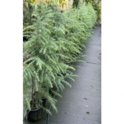 Cedro Dell'Himalaya "Cedrus Deodara" Pianta In Vaso 17 Cm H. 50/70 Cm -Negozio Piante artificiali economico 12213204 2