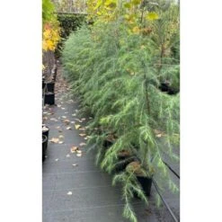 Cedro Dell'Himalaya "Cedrus Deodara" Pianta In Vaso 17 Cm H. 50/70 Cm -Negozio Piante artificiali economico 12213204 3