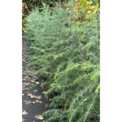 Cedro Dell'Himalaya "Cedrus Deodara" Pianta In Vaso 17 Cm H. 50/70 Cm -Negozio Piante artificiali economico 12213204 4