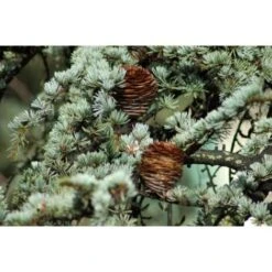 Cedro Dell'Himalaya "Cedrus Deodara" Pianta In Vaso 17 Cm H. 50/70 Cm -Negozio Piante artificiali economico 12213204 5