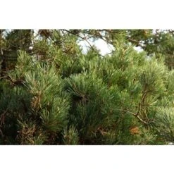 Pino Silvestre Prebonsai "Pinus Sylvestris" Pianta A Cespuglio In Vaso 13 Cm -Negozio Piante artificiali economico 12213216 4