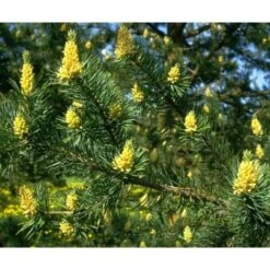 Pino Silvestre Prebonsai "Pinus Sylvestris" Pianta A Cespuglio In Vaso 13 Cm -Negozio Piante artificiali economico 12213216 5