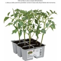 Pomodoro San Marzano E Ovale Adamo F1 - 6 Piante - Orto Mio -Negozio Piante artificiali economico 12257641 2