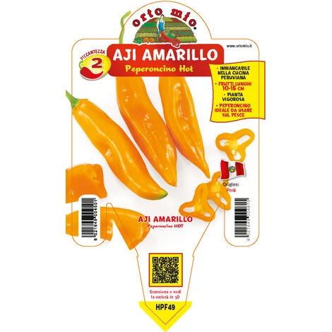 1 PIANTA IN VASO Ø 14CM PEPERONCINO HOT AJI AMARILLO ORTOMIO 3 1 PIANTA IN VASO Ø 14CM PEPERONCINO HOT AJI AMARILLO ORTOMIO