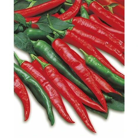 3 PIANTE IN VASO Ø10CM DI PEPERONE ROMITAL PICCANTE LUNGO ORTOMIO ORTO 3 3 PIANTE IN VASO Ø10CM DI PEPERONE ROMITAL PICCANTE LUNGO ORTOMIO ORTO