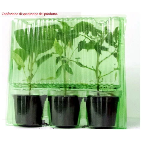 3 PIANTE IN VASO Ø10CM DI PEPERONE ROMITAL PICCANTE LUNGO ORTOMIO ORTO 4 3 PIANTE IN VASO Ø10CM DI PEPERONE ROMITAL PICCANTE LUNGO ORTOMIO ORTO - immagine 2