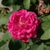 Rose De Rescht -Negozio Piante artificiali economico 16431057 1