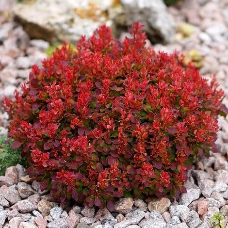 Berberis Thunbergii "Lutin Rouge" 3 Berberis Thunbergii "Lutin Rouge"