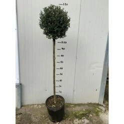 Alberello Di Ligustro A Palla