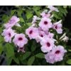 BIGNONIA PANDOREA JASMINOIDES ROSA H 130CM FOTO REALI -Negozio Piante artificiali economico 17888962 1