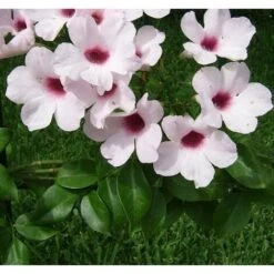 BIGNONIA PANDOREA JASMINOIDES ROSA H 130CM FOTO REALI -Negozio Piante artificiali economico 17888962 4