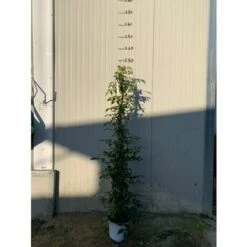 BIGNONIA PANDOREA JASMINOIDES ROSA H 130CM FOTO REALI -Negozio Piante artificiali economico 17888962 5