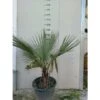 Brahea Armata (palma Blu) FOTO REALI -Negozio Piante artificiali economico 17888965 1