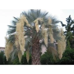 Brahea Armata (palma Blu) FOTO REALI -Negozio Piante artificiali economico 17888965 3