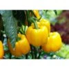 Peperone Giallo -Negozio Piante artificiali economico 1791733 1