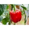 Peperone Rosso -Negozio Piante artificiali economico 1791737 1