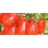 Pomodoro Datterino -Negozio Piante artificiali economico 1791742 1