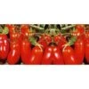 Pomodoro San Marzano -Negozio Piante artificiali economico 1791745 1