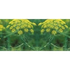 Finocchio Selvatico