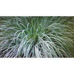 Lemon Grass - Citronella