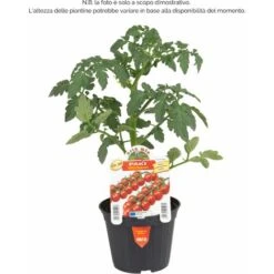 Pomodoro Ciliegino Paki F1-Edox F1 - 1 Pianta V.10 Cm - Orto Mio -Negozio Piante artificiali economico 18430100 2
