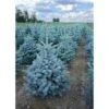 Abete Blu Pino Argentato "Picea Pungens Super Blue Seedling" Pianta In Vaso 11 Cm -Negozio Piante artificiali economico 19185950 1