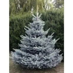 Abete Blu Pino Argentato "Picea Pungens Super Blue Seedling" Pianta In Vaso 11 Cm -Negozio Piante artificiali economico 19185950 5
