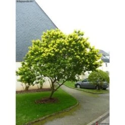 Mimosa "Acacia Dealbata" Pianta In Vaso 16 Cm H. 170/200 Cm -Negozio Piante artificiali economico 19185953 3