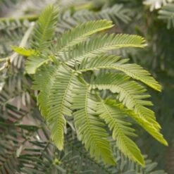 Mimosa "Acacia Dealbata" Pianta In Vaso 16 Cm H. 170/200 Cm -Negozio Piante artificiali economico 19185953 4