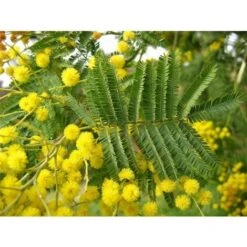 Mimosa "Acacia Dealbata" Pianta In Vaso 16 Cm H. 170/200 Cm -Negozio Piante artificiali economico 19185953 5