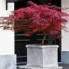 Acero Rosso Giapponese "Acer Palmatum Dissectum Firecracker" Pianta In Vaso 20 Cm 2 Acero Rosso Giapponese "Acer Palmatum Dissectum Firecracker" Pianta In Vaso 20 Cm -Negozio Piante artificiali economico 19185967 1