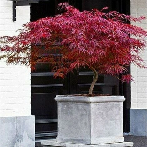 Acero Rosso Giapponese "Acer Palmatum Dissectum Firecracker" Pianta In Vaso 20 Cm 3 Acero Rosso Giapponese "Acer Palmatum Dissectum Firecracker" Pianta In Vaso 20 Cm